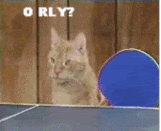 thcrazycats.gif