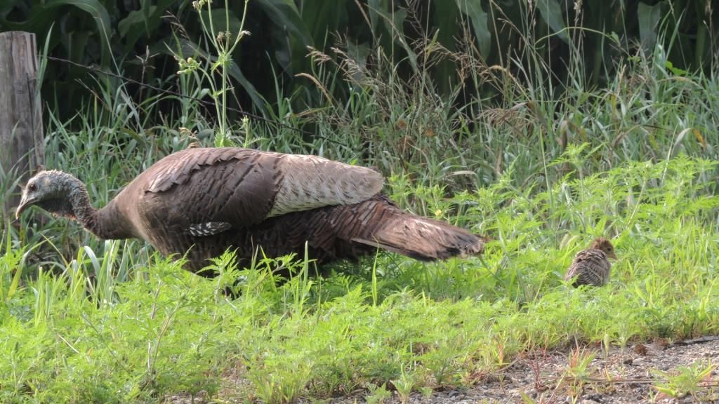 IMAGE: http://i66.photobucket.com/albums/h241/rlhsjh57/WildTurkey_zps03b1047c.jpg