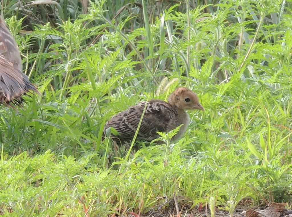 IMAGE: http://i66.photobucket.com/albums/h241/rlhsjh57/chick_zps27155a43.jpg