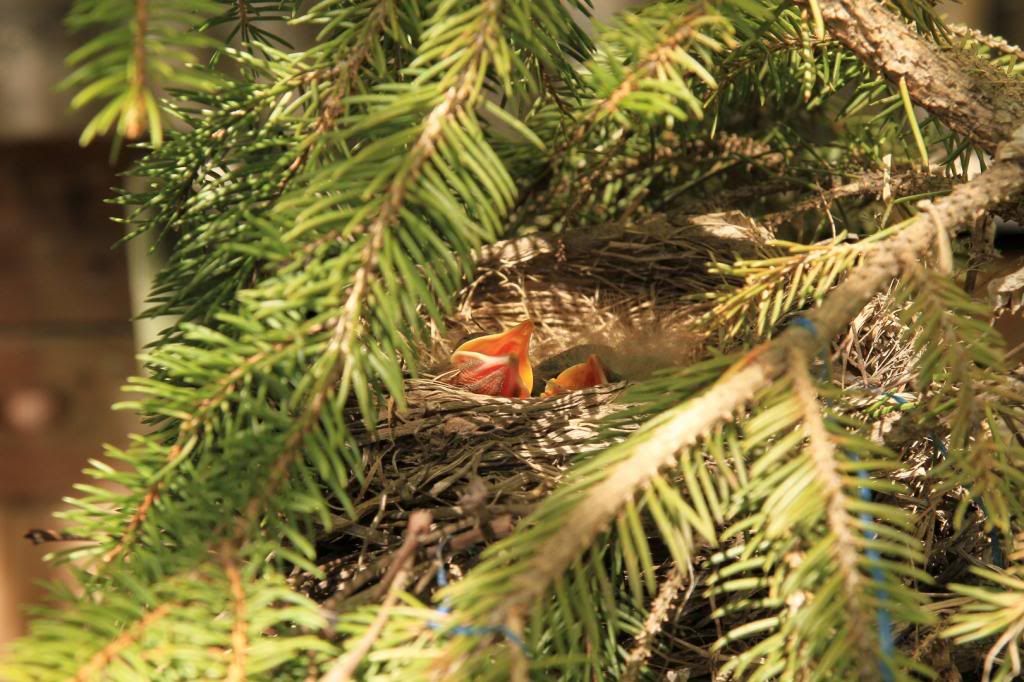 IMAGE: http://i66.photobucket.com/albums/h241/rlhsjh57/robins_zps4a51f05e.jpg