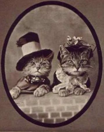 Mr &amp; Mrs. Cat Pictures, Images and Photos