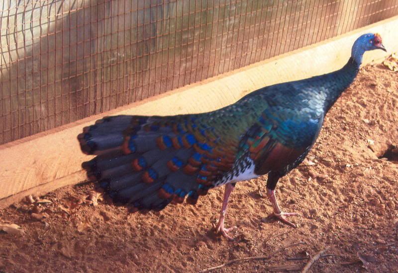 ocellated turkey eggs for sale