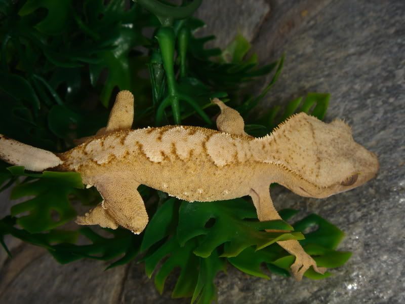 DSC00962.jpg