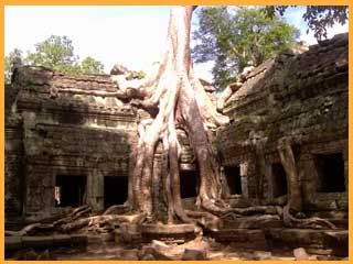 Angkor20Wat20tree1.jpg