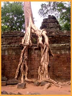 Angkor20Wat20tree2021.jpg