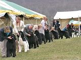 Classpups.jpg Class pups image by LST00