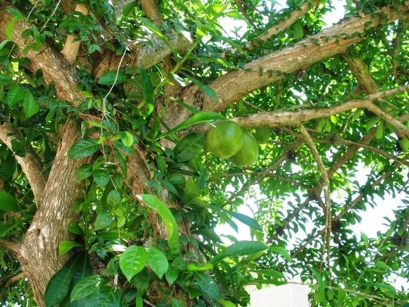 gourd tree