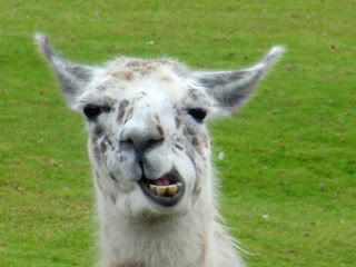 llama. Pictures, Images and Photos