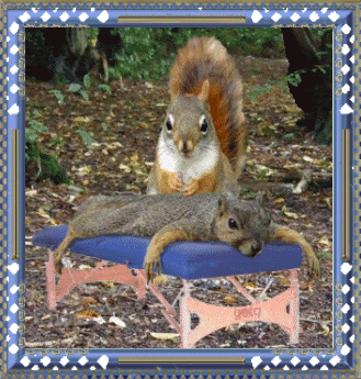 Squirrel_Massage Pictures, Images and Photos
