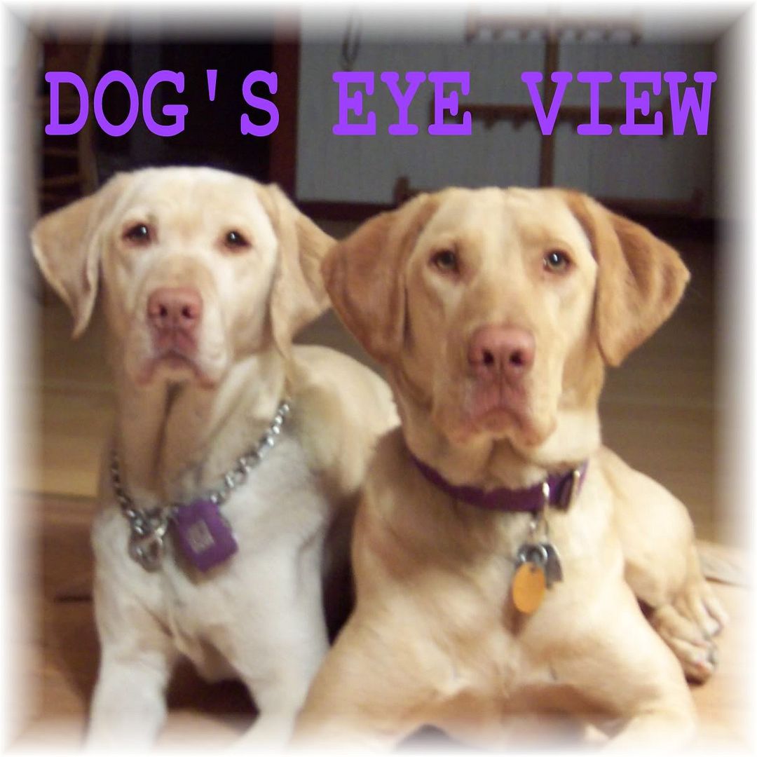 Blogging about life with two female yellow Labs: Come visit Leader Dog Willow and Stella! :-)