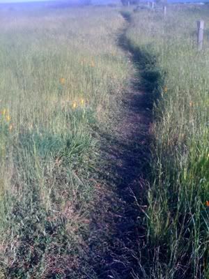 The Way. By Meghan Oona Clifford | www.RealeyesGallery.com
