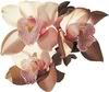 orchids photo ORCHID-2.jpg