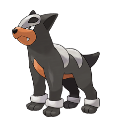 Houndour Pictures, Images and Photos