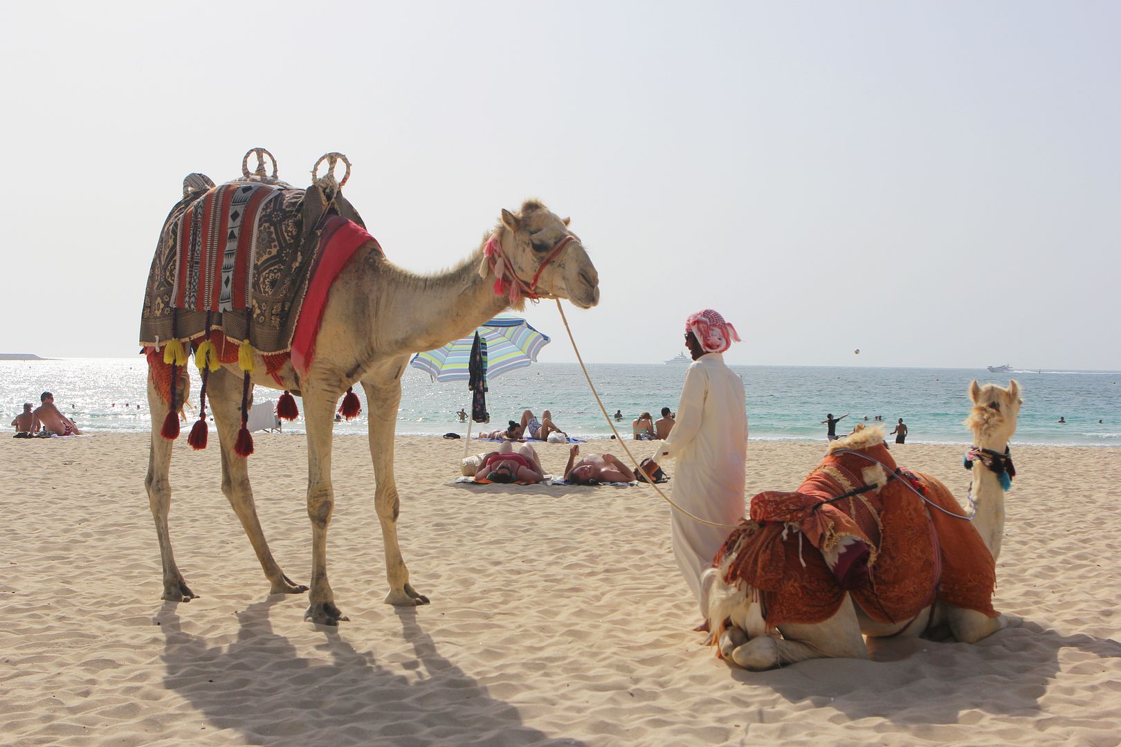  photo camel-dubai-chanelcruisedubai-jmb-beckerman.jpg