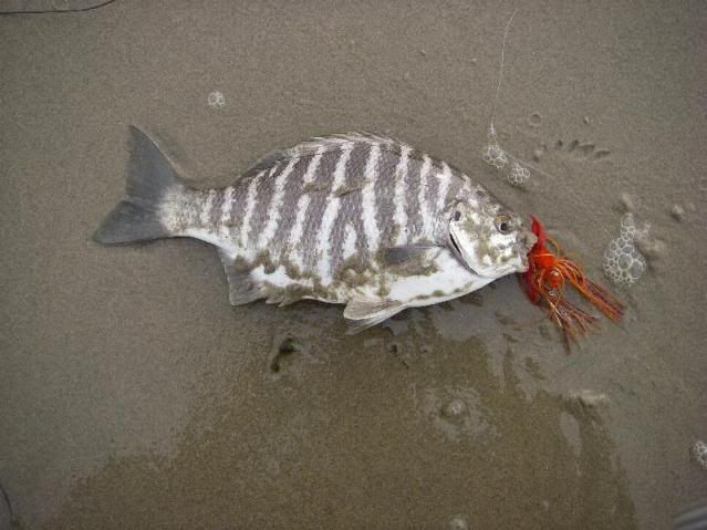 Zebra Perch