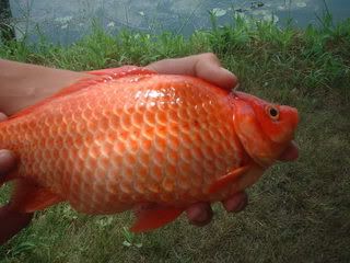 big goldfish
