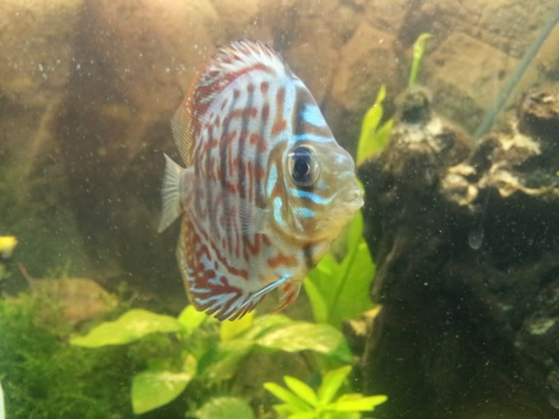 Red Stringy Poop In Discus? Fish Forum