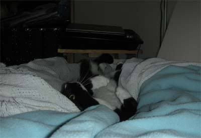 Figaro happily napping on his human.