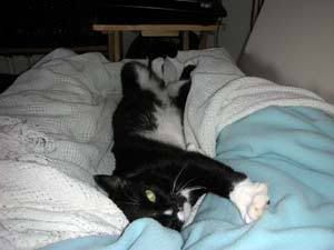 Figaro attempts to stop his human from moving.