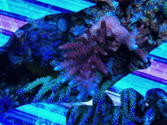 2A7BDE1C-68B2-434A-8716-C894E419E301_zpsfykgupvi.jpg