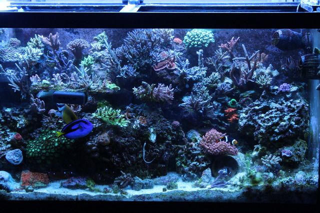 90G%20Full%20Tank%20Shot_zps67tykswk.jpg