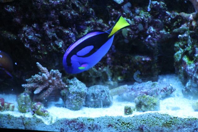 Blue%20Hippo%20Tang_zps1y9eob2z.jpg