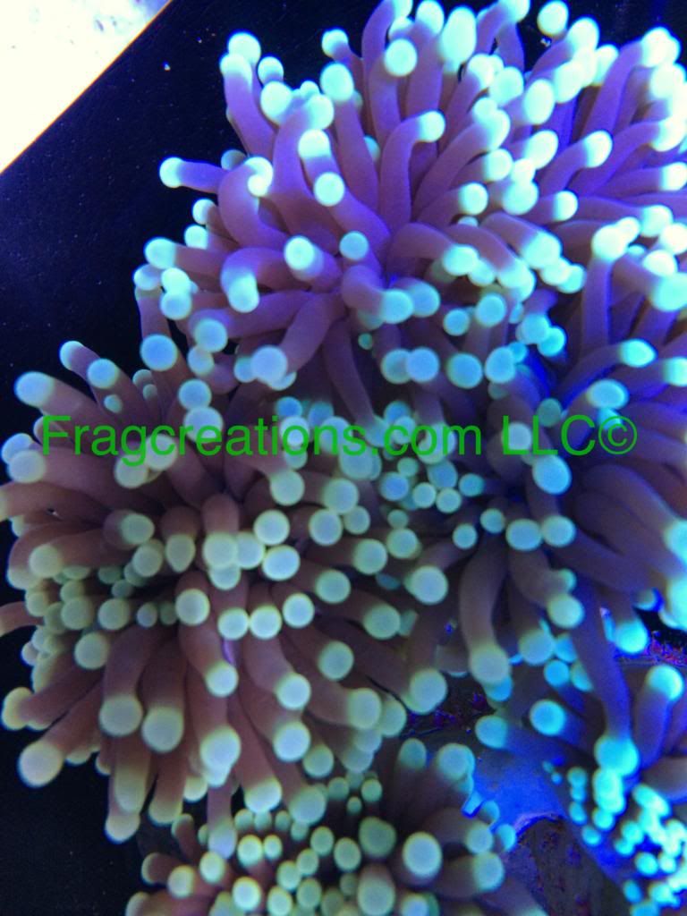 E16679FC-B455-4E99-B9F9-A8ACBD4CAD0C_zpszcpoa918.jpg