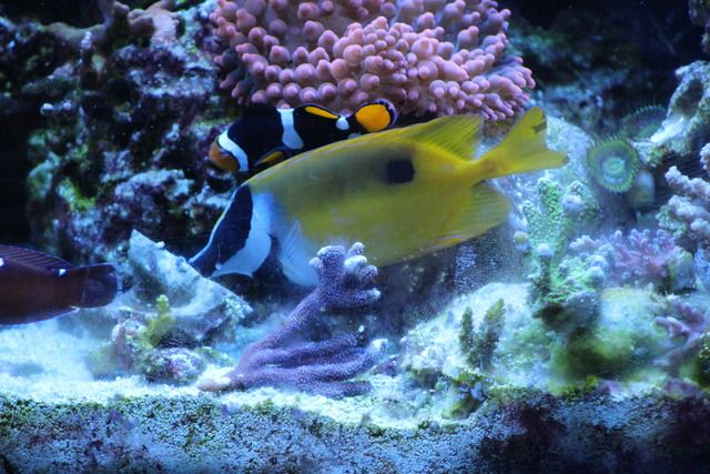 Rabbit%20Fish_zpsrgoqlnou.jpg
