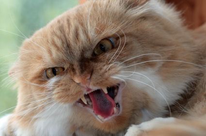 iStock_AngryCat425x282_zps18dbc194.jpg