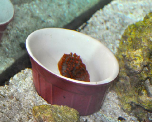 neminacup.jpg