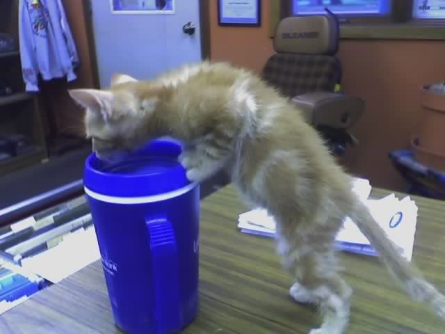 coffeecat.jpg Coffee Cat image by susiebqco