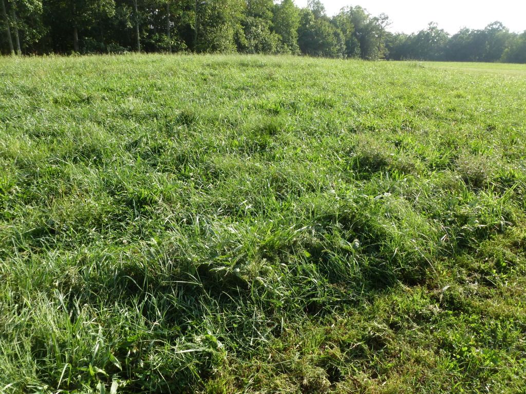 Pasture (pic) - Cattle