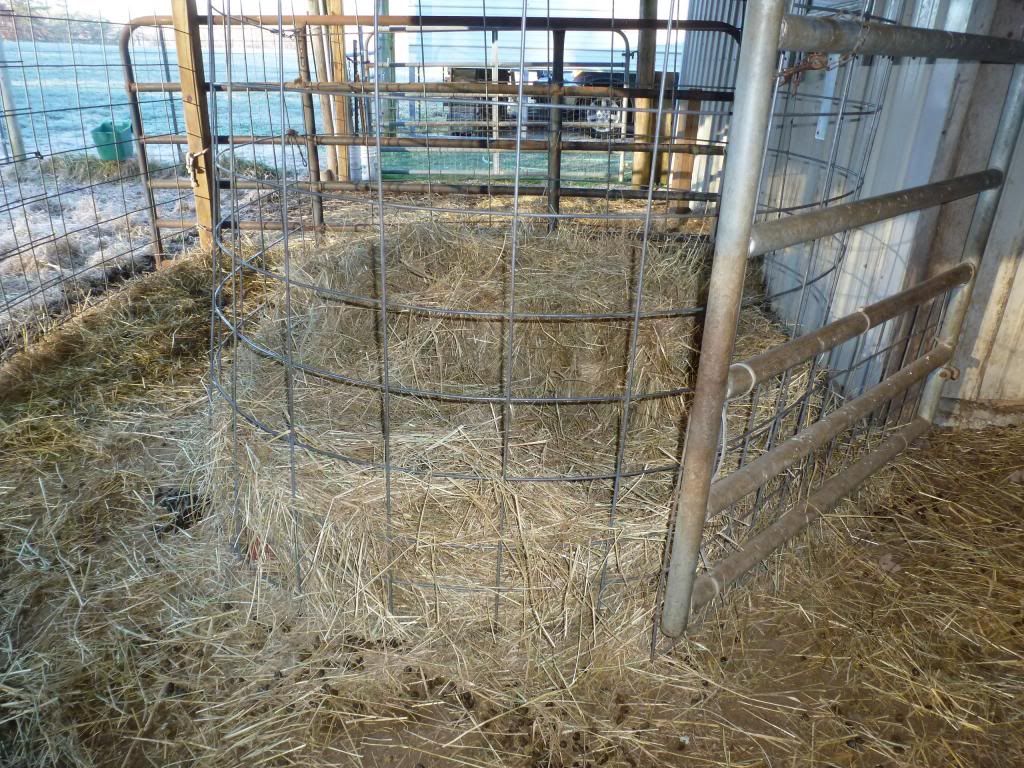 Jersey Meat pick up (pic) - Cattle