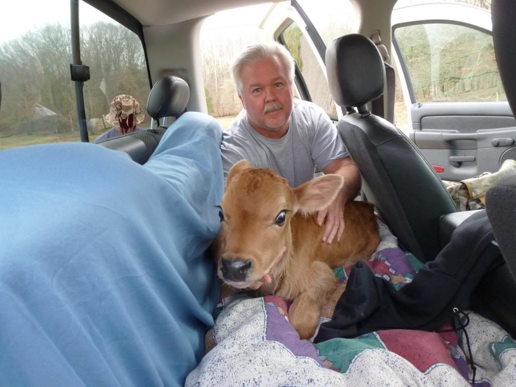 Traveling in Style (pic) - Cattle