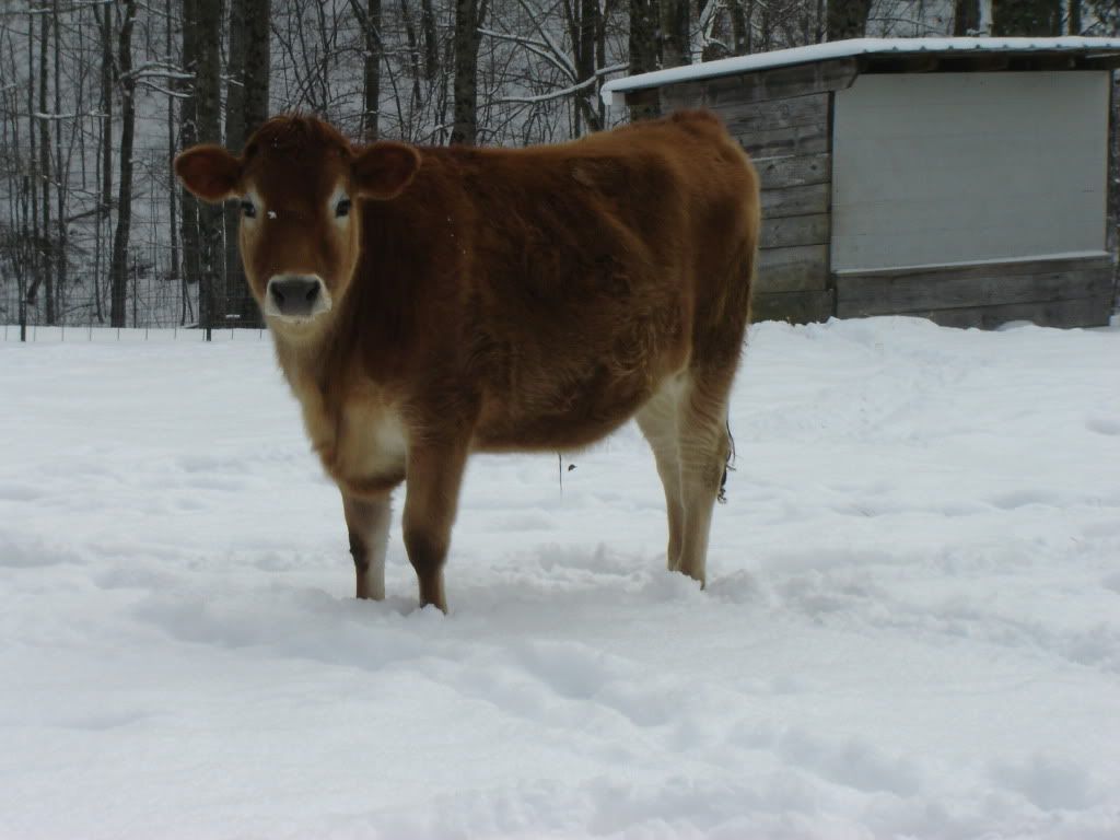 Final Tub of Grain (Pic) - Cattle