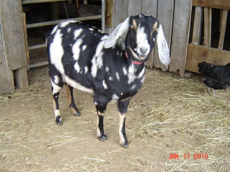 Feeding mix questions - Goats