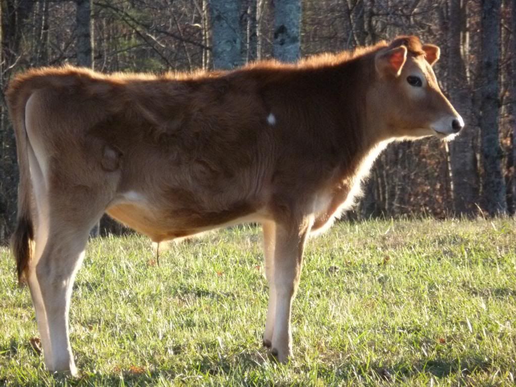 Steer (pic) - Cattle