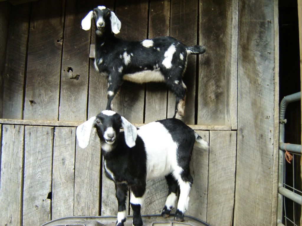 Off to the sale barn - Cattle
