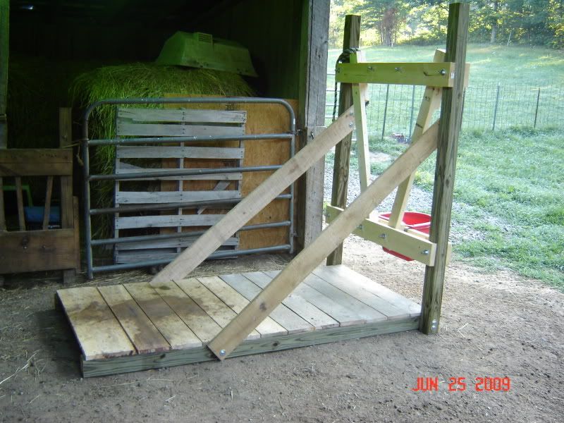 Need Advise - Cattle