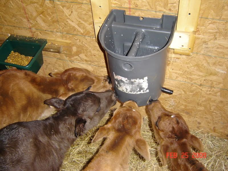 How to keep calves from sucking on each other? - Cattle