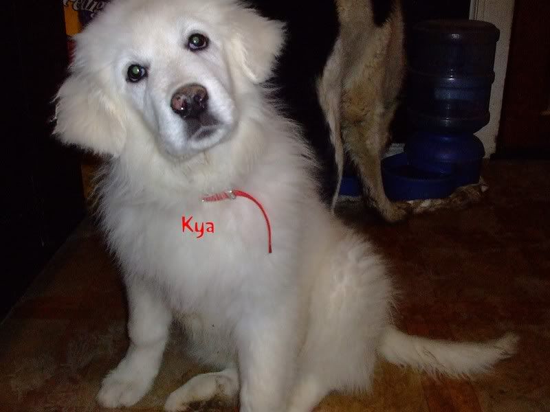 Kya Great Pyrenees Image