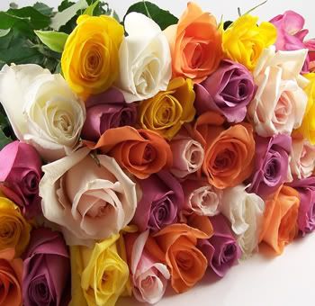 roses Pictures, Images and Photos