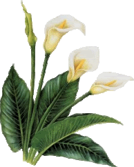 Image hosting by Photobucket
