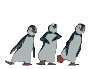 Dancing Penguins Pictures, Images and Photos