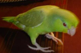Posted Image