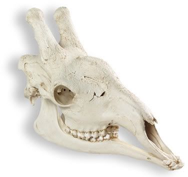 Giraffe skull