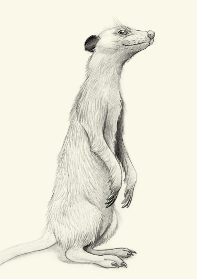 meerkat_small.png