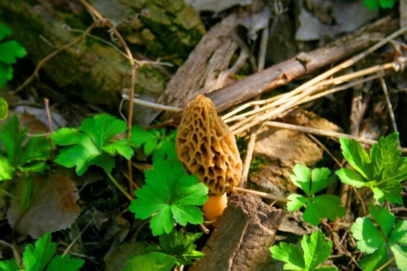 Morel Mushrooms Hunting Nebraska Outdoor Forums