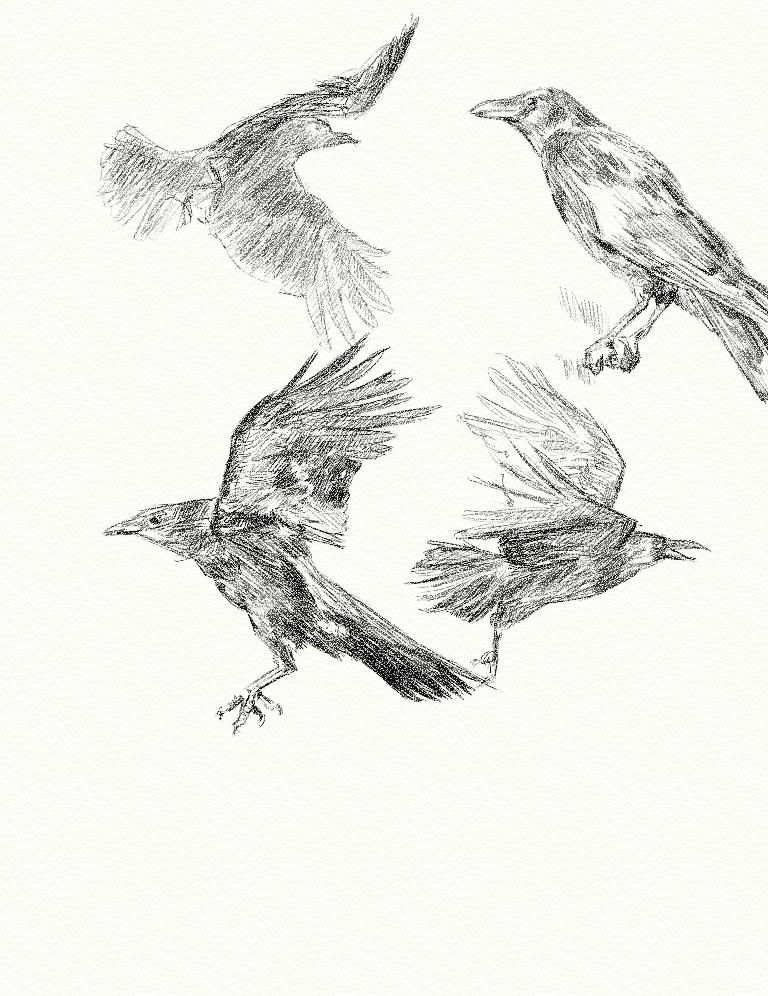 Crow Draw