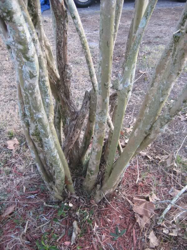 crape myrtle pruning. Crape Myrtle Pruning. Crape Myrtle Pruning Help; Crape Myrtle Pruning Help